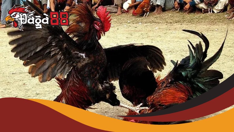 Đá Gà 88 phòng chống gian lận để đảm bảo sự an toàn và công bằng