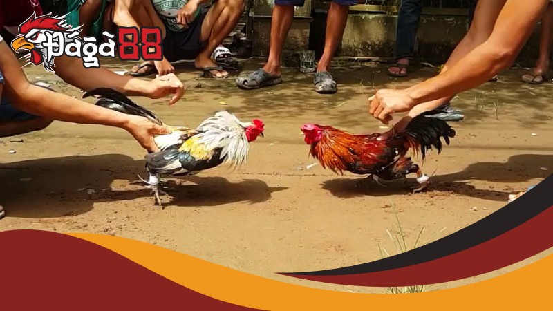 Đặc quyền chỉ có khi chơi đá gà thomo Daga88 Đặc quyền chỉ có khi chơi đá gà thomo Daga88