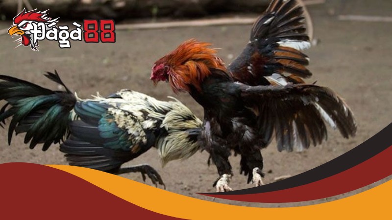 Đăng nhập vào tài khoản cá cược Đá Gà 88 Đăng nhập vào tài khoản cá cược Đá Gà 88