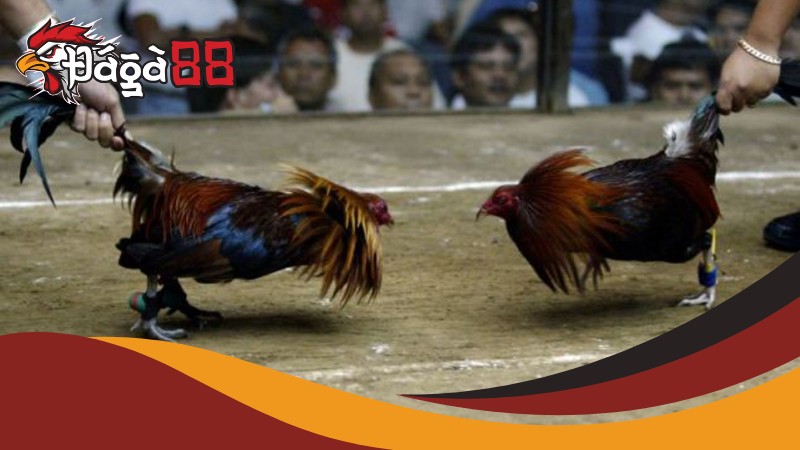 Điều cần lưu ý khi chơi đá gà thomo tại nhà cái Điều cần lưu ý khi chơi đá gà thomo tại nhà cái