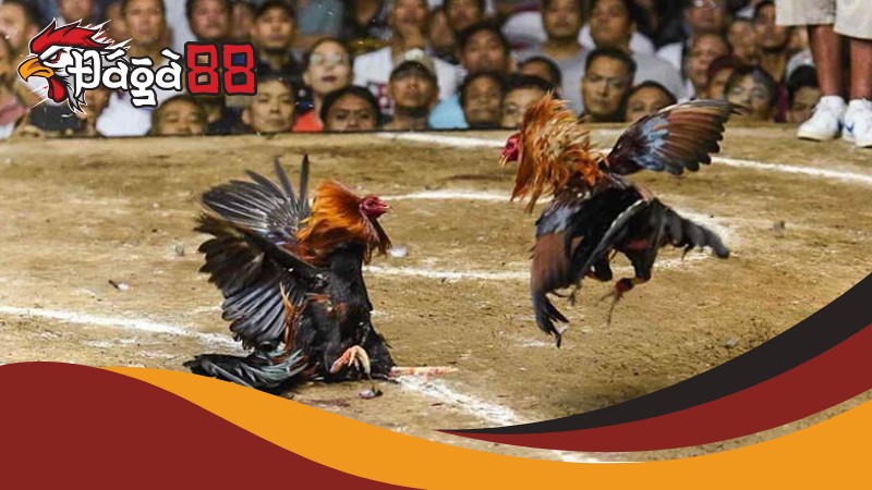 Mẹo chơi đá gà thomo cựa sắt Daga88 luôn thắng