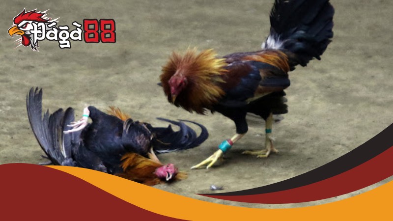 Những sự thật thú vị khi chơi đá gà cựa dao