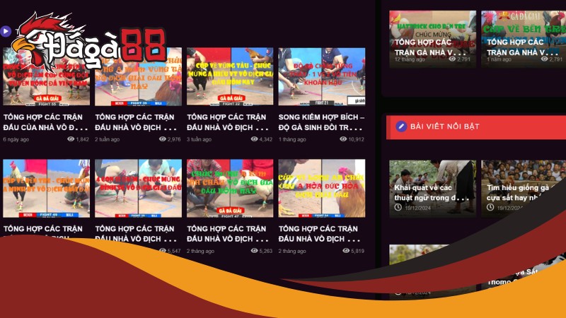 Review chi tiết về sân chơi đá gà thomo cựa sắt Daga88