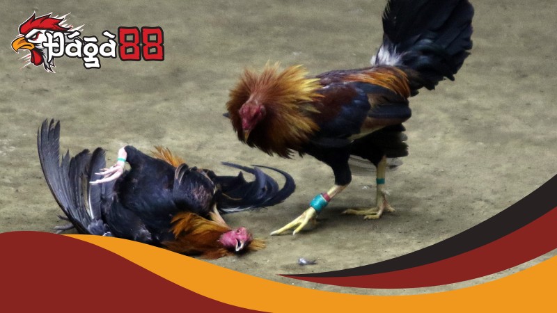 Ưu thế đặc biệt khi tải app Đá gà cựa dao Philippines Daga88